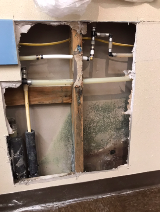 Featured Project of the Week Mold & Microbial Growth Removal at