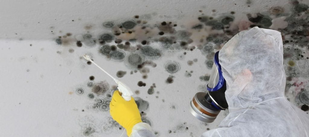 mold damage, mold remediation