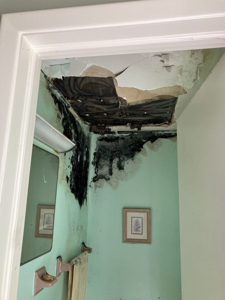 mold remediation