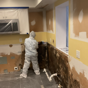 mold remediation