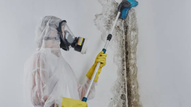 Mold Removal