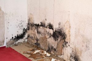 mold after water damage