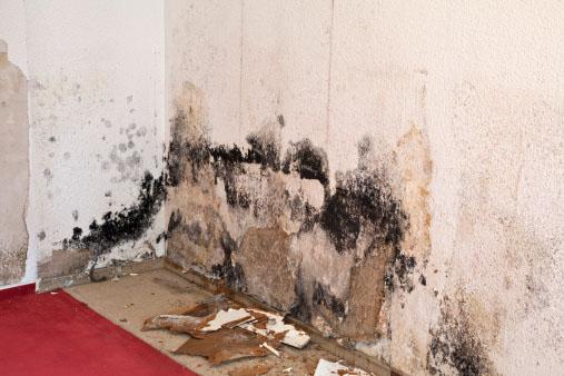 mold after water damage